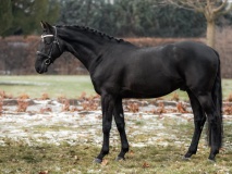 GRAND ASTOR HT