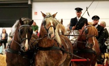 Národní výstava hospodářských zvířat - Brno