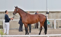 54/925 CARAMELA, o: 1744 Christon, m: 54/524 Camilla po 2745 Oscar