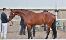 54/925 CARAMELA, o: 1744 Christon, m: 54/524 Camilla po 2745 Oscar