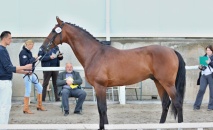 Vítěz přehlídky výkonných koní ČT - 2212 COMPLIMENT (o: 5129 Canturo, m: 54/501 Julie po 2741 Grand Step, majitel a chovatel: ZH Tlumačov) 