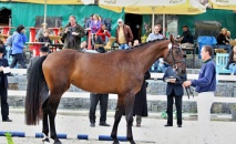 Vítězka přehlídky 3 letých klisen ČT - 54/984 OLIVIA (o: 1321 Catango HT, m: 54/605 Olympia po 2997 Aristo Z, majitel a chovatel: ZH Tlumačov) 