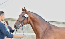 Vítěz přehlídky výkonných koní ČT - 2212 COMPLIMENT (o: 5129 Canturo, m: 54/501 Julie po 2741 Grand Step, majitel a chovatel: ZH Tlumačov) 