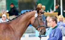 Vítězka přehlídky 3 letých klisen ČT - 54/984 OLIVIA (o: 1321 Catango HT, m: 54/605 Olympia po 2997 Aristo Z, majitel a chovatel: ZH Tlumačov) 