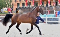 Vítězka přehlídky 3 letých klisen ČT - 54/984 OLIVIA (o: 1321 Catango HT, m: 54/605 Olympia po 2997 Aristo Z, majitel a chovatel: ZH Tlumačov) 