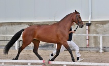 54/925 CARAMELA, o: 1744 Christon, m: 54/524 Camilla po 2745 Oscar