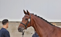 54/925 CARAMELA, o: 1744 Christon, m: 54/524 Camilla po 2745 Oscar