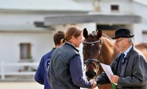Vítězka přehlídky 3 letých klisen ČT - 54/984 OLIVIA (o: 1321 Catango HT, m: 54/605 Olympia po 2997 Aristo Z, majitel a chovatel: ZH Tlumačov) 