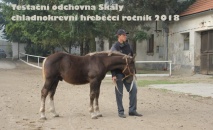 Naskladnění a třídění chladnokrevných hřebečků 