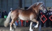Přehlídka plemenných hřebců 2015