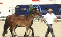 Šampión hříbat SN hřebeček Burax Spešovský, po 2202 Burbon z Lovčic, z 67/764 Roxy, majitel: Ilona Pavlů, chovatel: Aleš Lichnovský