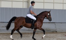 Základní zkoušky výkonnosti hřebečků ČT 2019