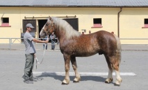 Naskladnění a podzimní třídění chladnokrevných hřebců TO 2019