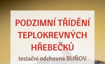 Podzimní třídění teplokrevných hřebečků v TO 2020