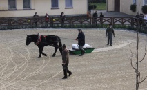 Ukončení 60denního testu chladnokrevných hřebců 2015