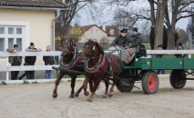 Ukončení 60denního testu chladnokrevných hřebců 2022
