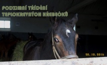 Podzimní třídění hřebečků v testační odchovně ČT