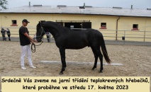 Jarní třídění teplokrevných hřebečků v TO Buňov