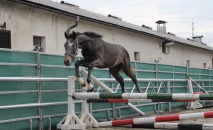 Jarní třídění teplokrevných hřebečků 2015