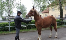 Jarní třídění chladnokrevných hřebečků v testační odchovně