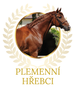 plemenní hřebci